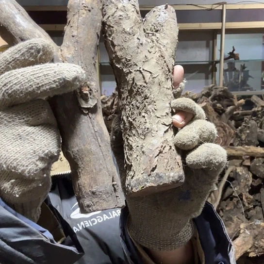 香榧木佳*火琉璃的故事毛料摆件