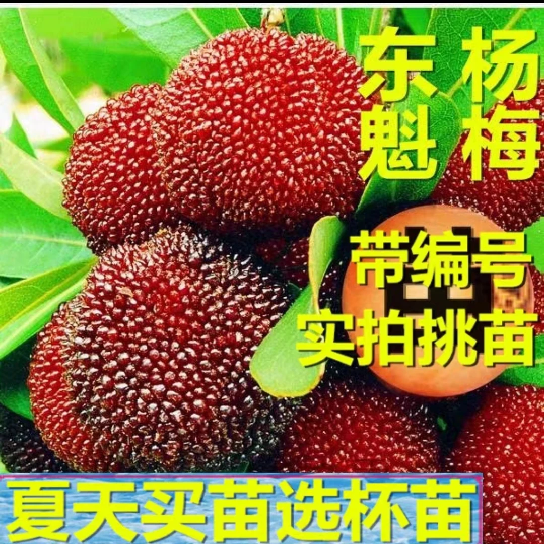 东魁杨梅果树苗 杨梅树苗两年 嫁接苗正品保证福建嫁接杨梅苗带土