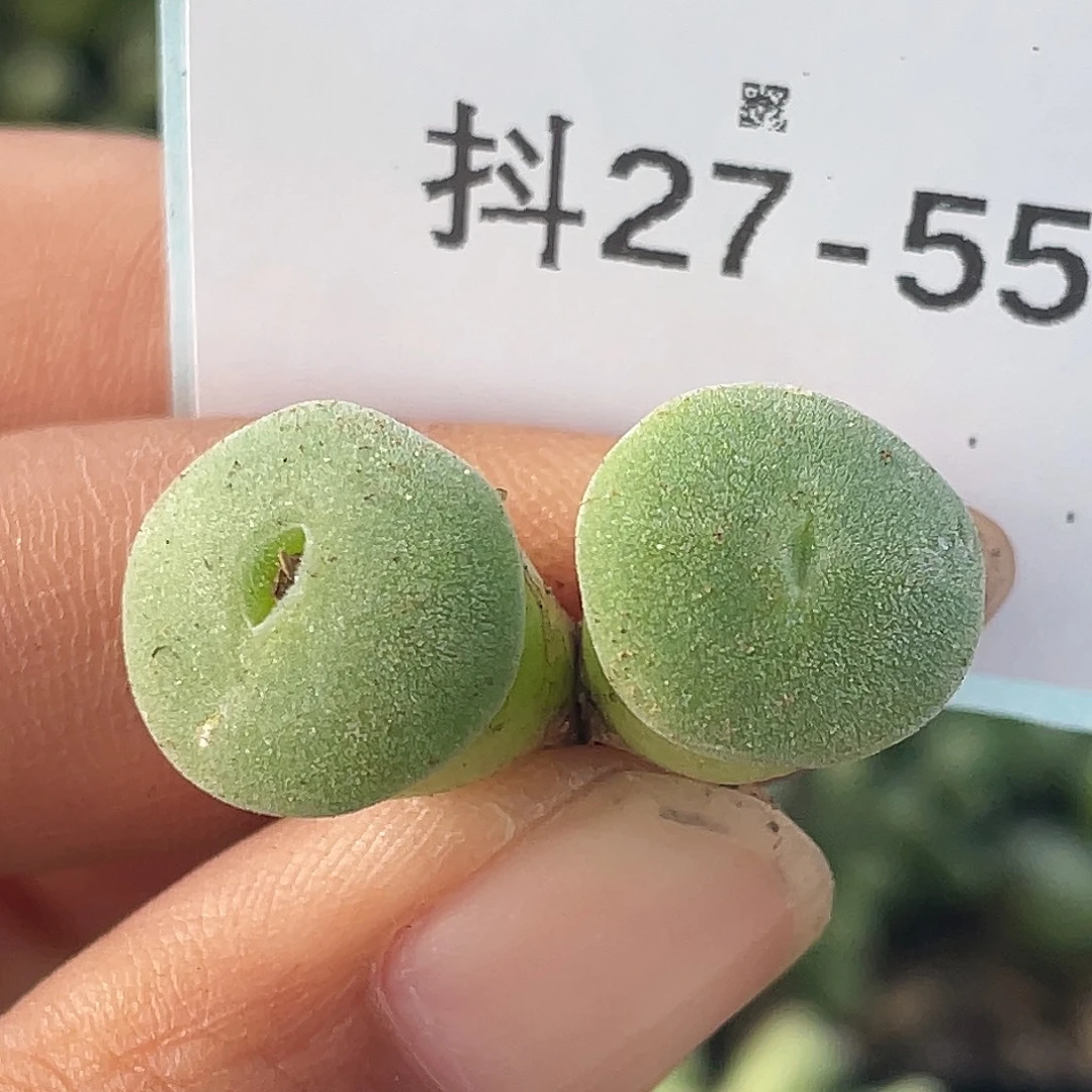 27-55毛钮扣多肉植物