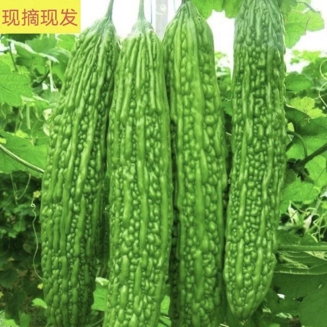 湖北露天种植新鲜苦瓜现摘现发绿心蔬菜
