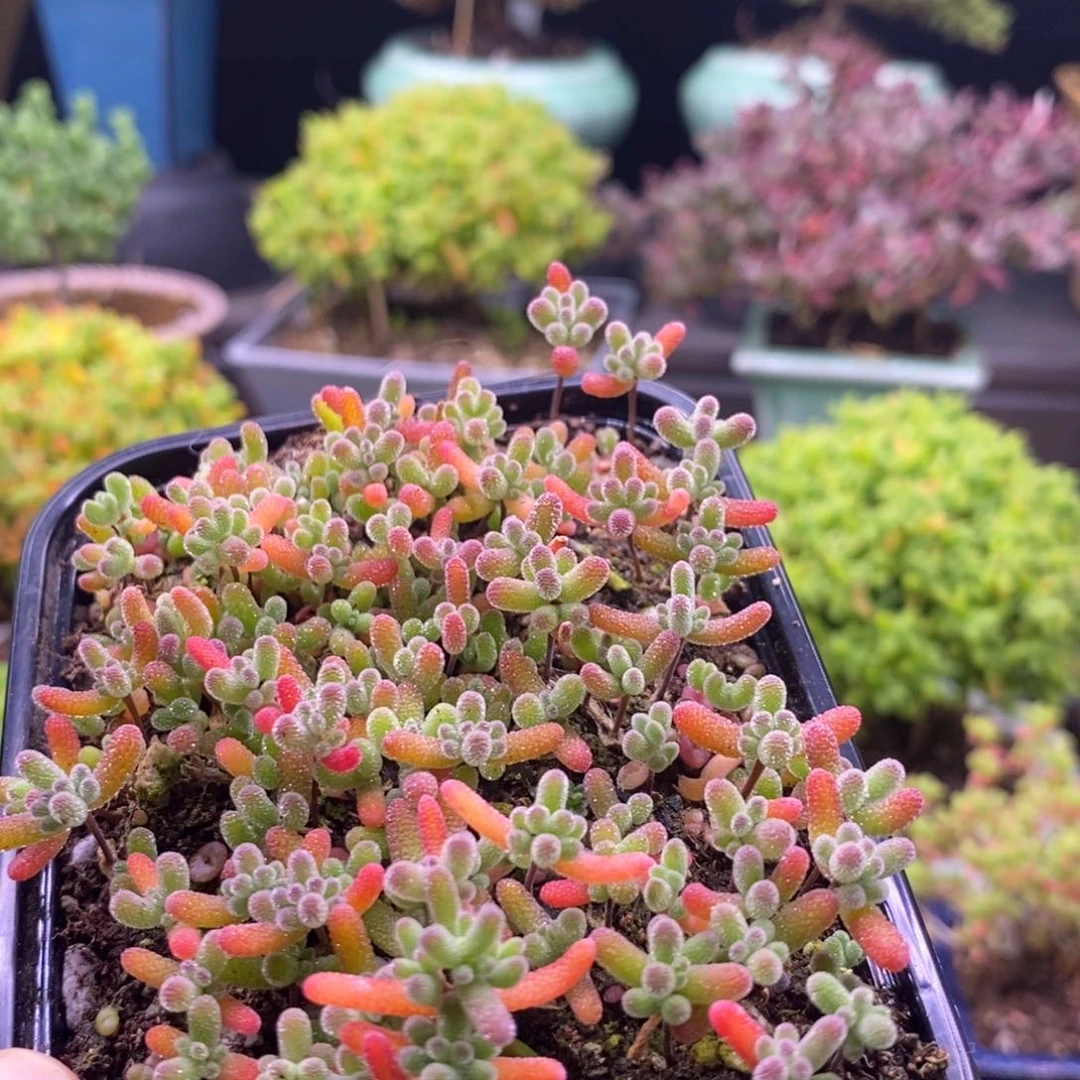 兎*144混合小苗。