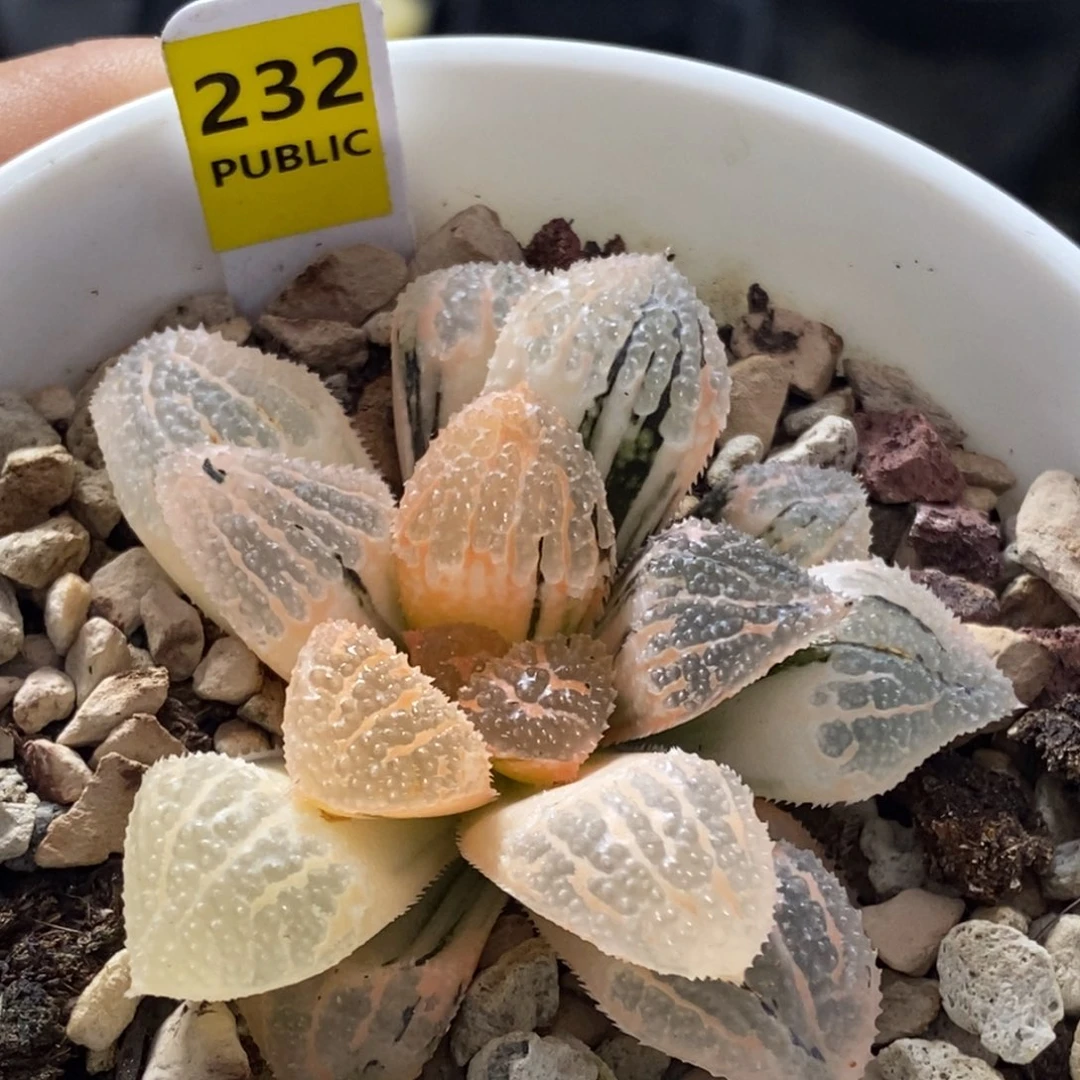 232号具味城糊斑趋势