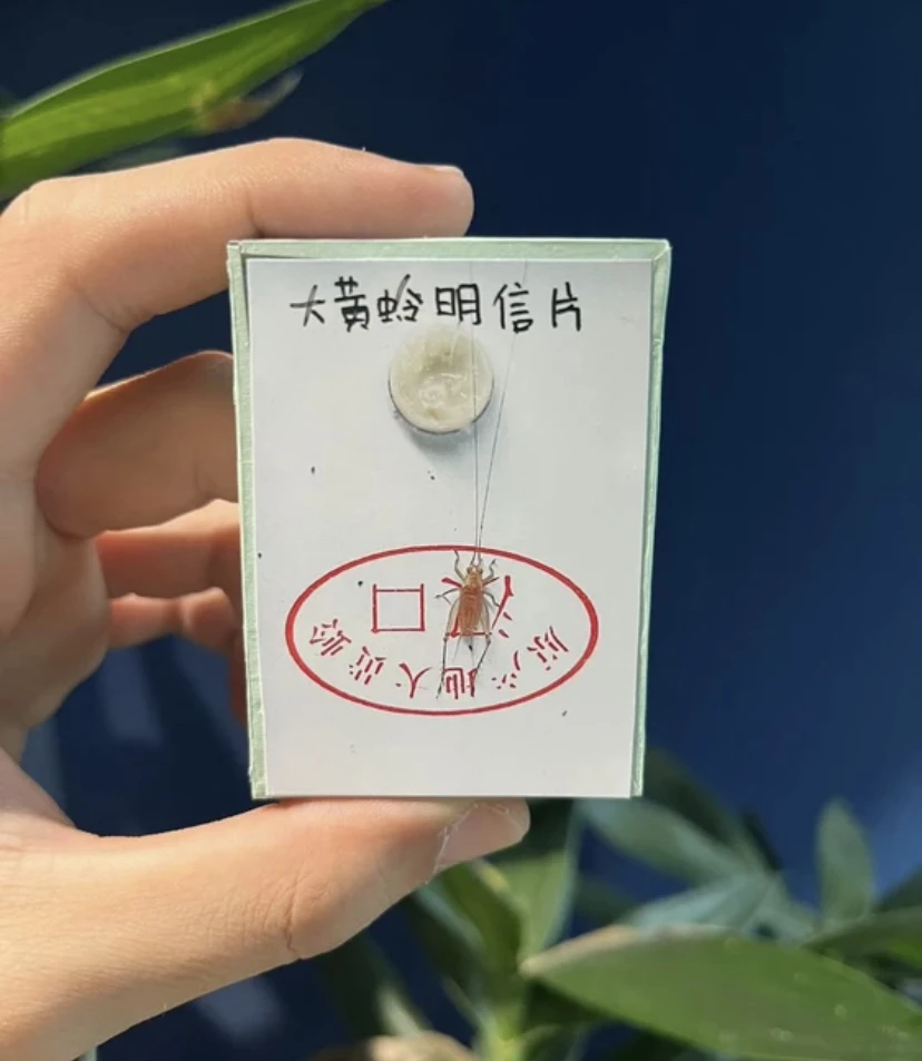 精品长须新华大黄岭 声音好听 宠物用品