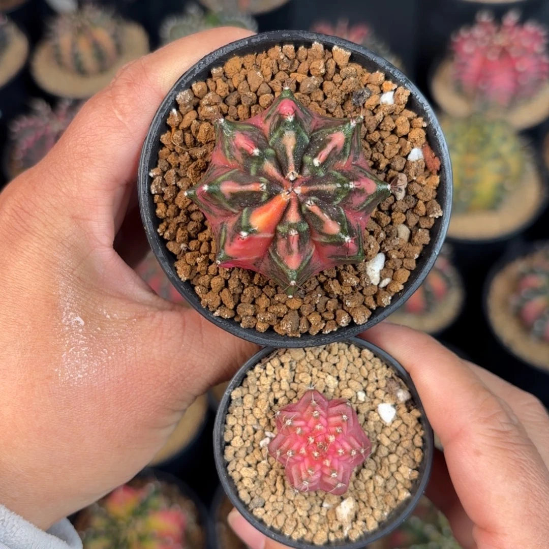 泰系米哈实生仙人球213