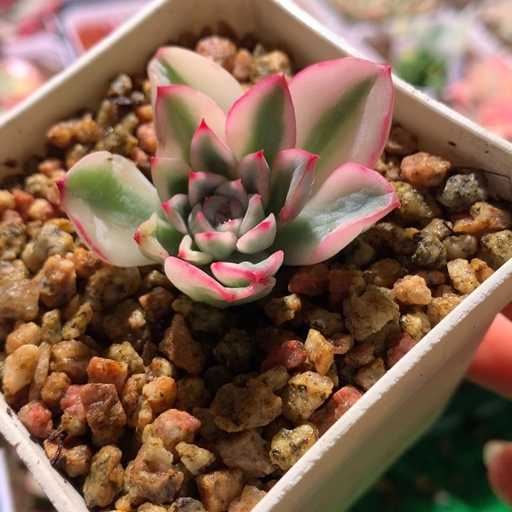 白锦荷花，锦哥多肉