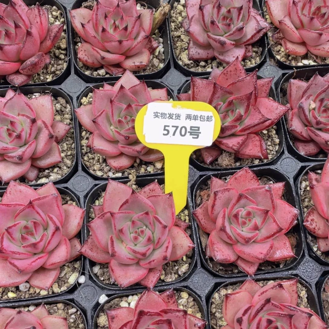 570号罗密欧金牛座单头一个