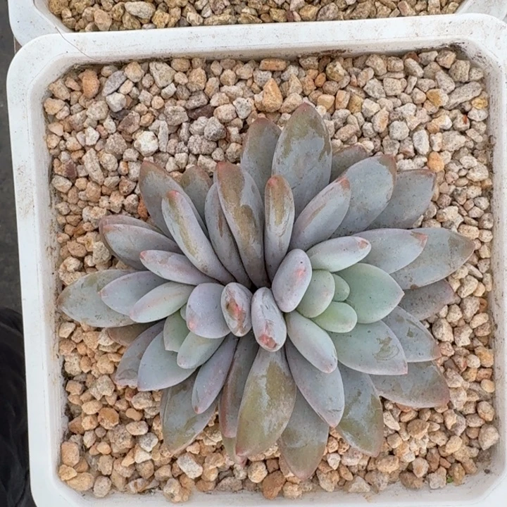 橙龙 双头 一物一拍