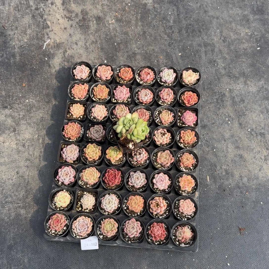 多肉杂交量拍24-163