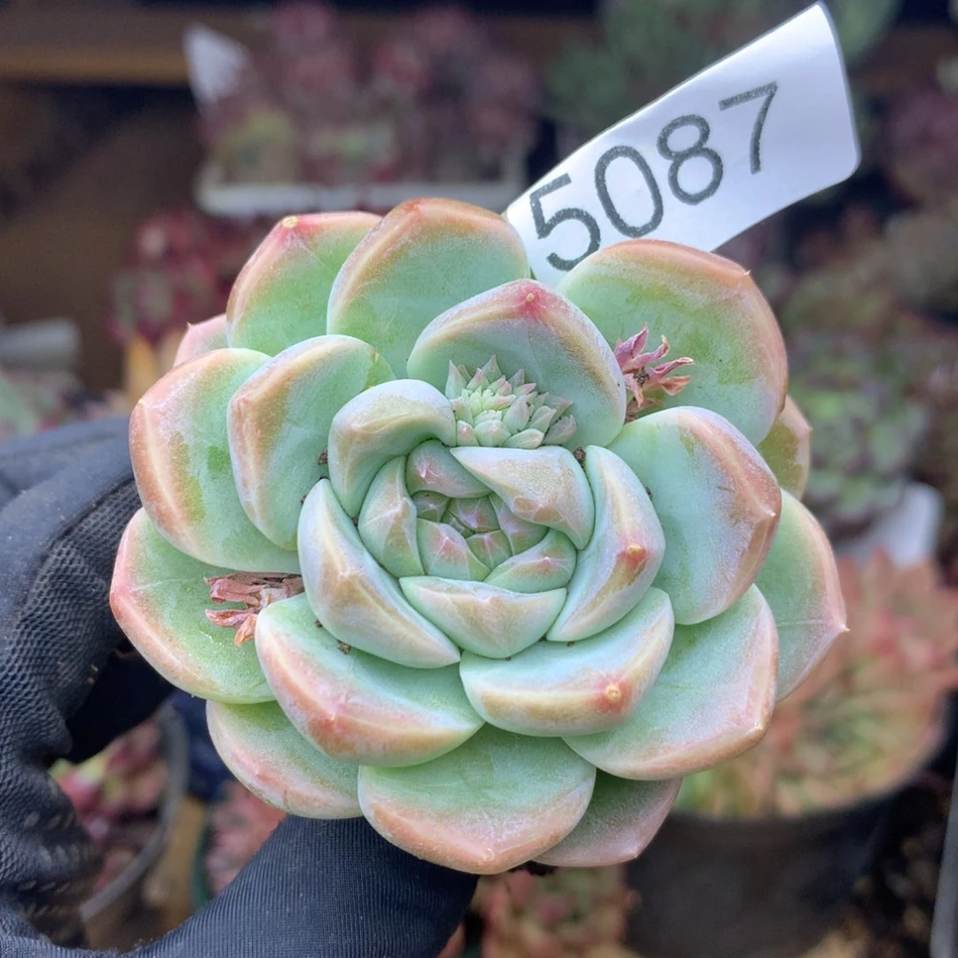清*5087杂交精品基地6厘米