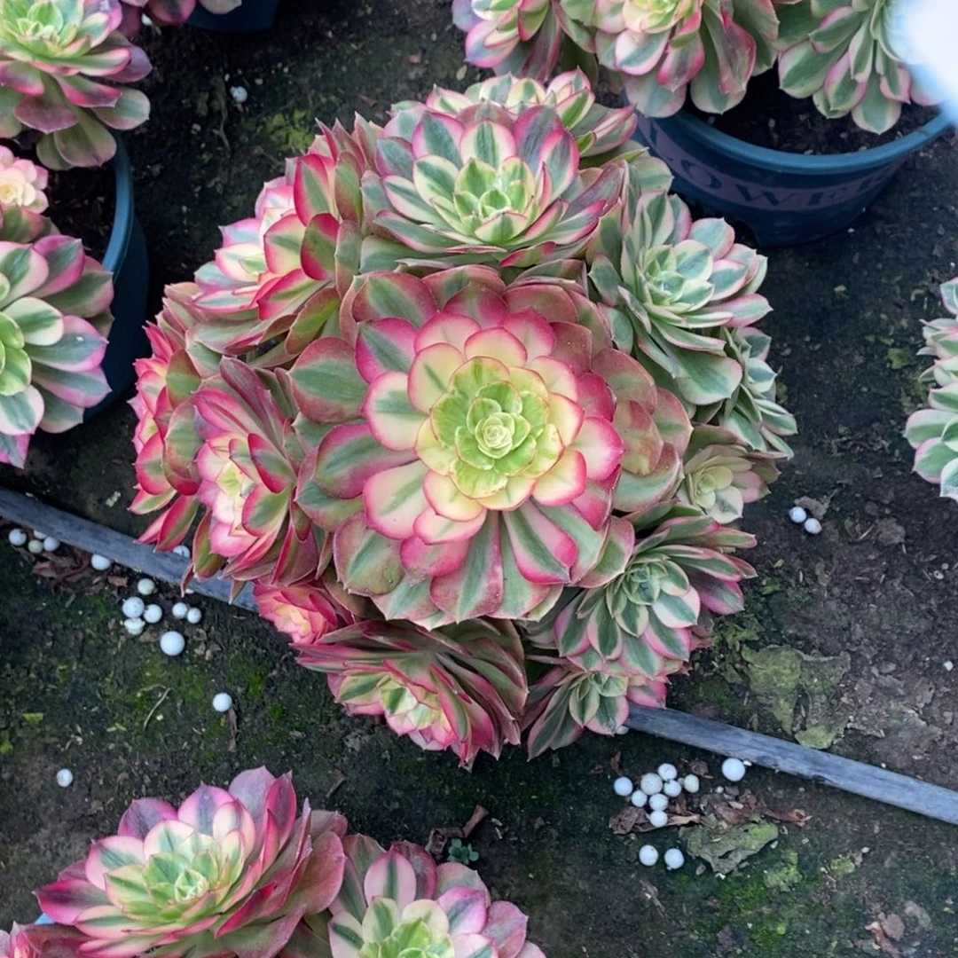 1971号万白多肉1颗多肉