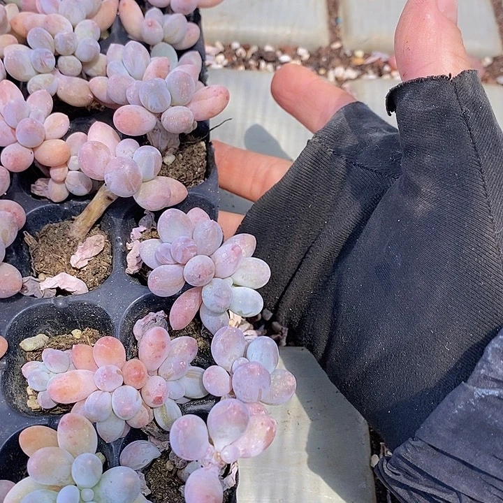 143 多肉植物盆栽花卉