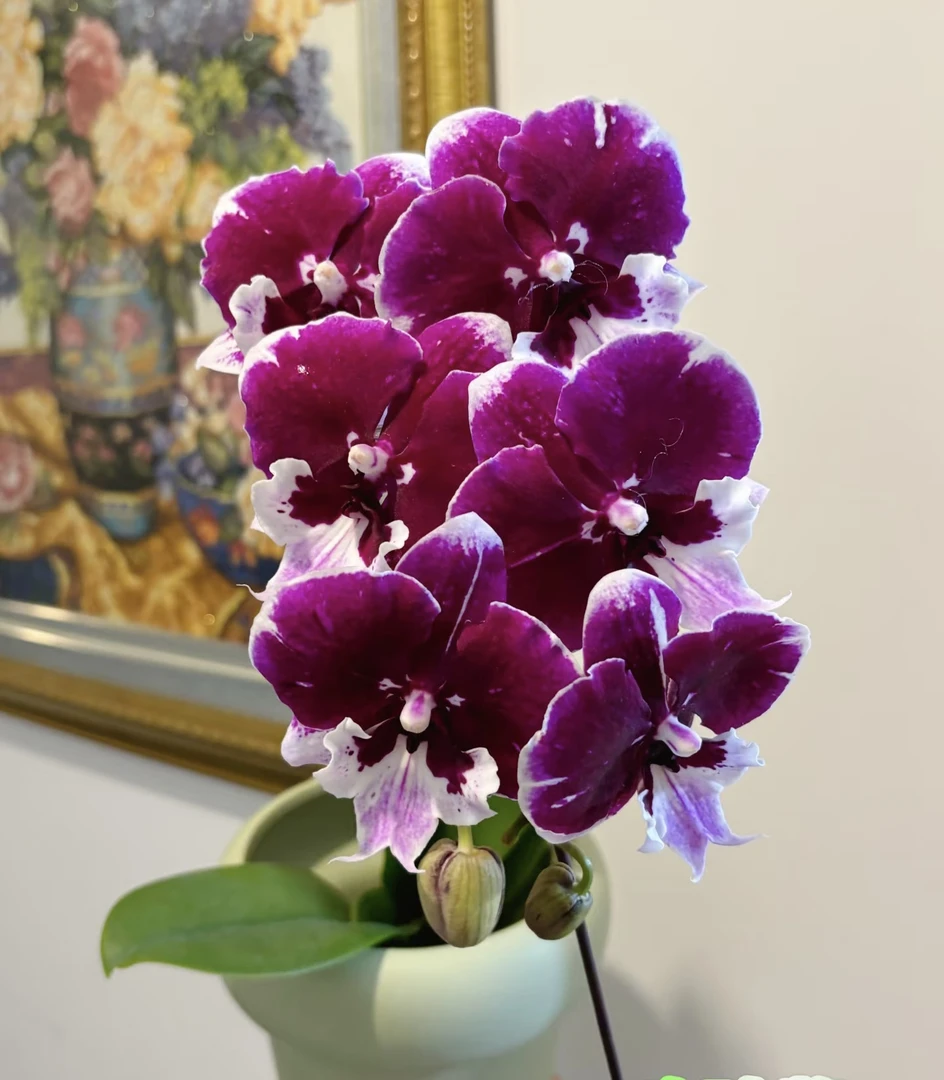 玫瑰酱蝴蝶兰3.0加高成熟苗不带花不带花剑