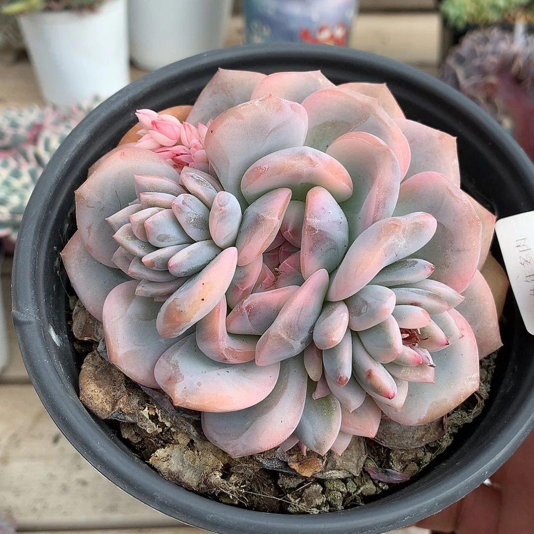 6766星影锦多肉一颗10.5厘米