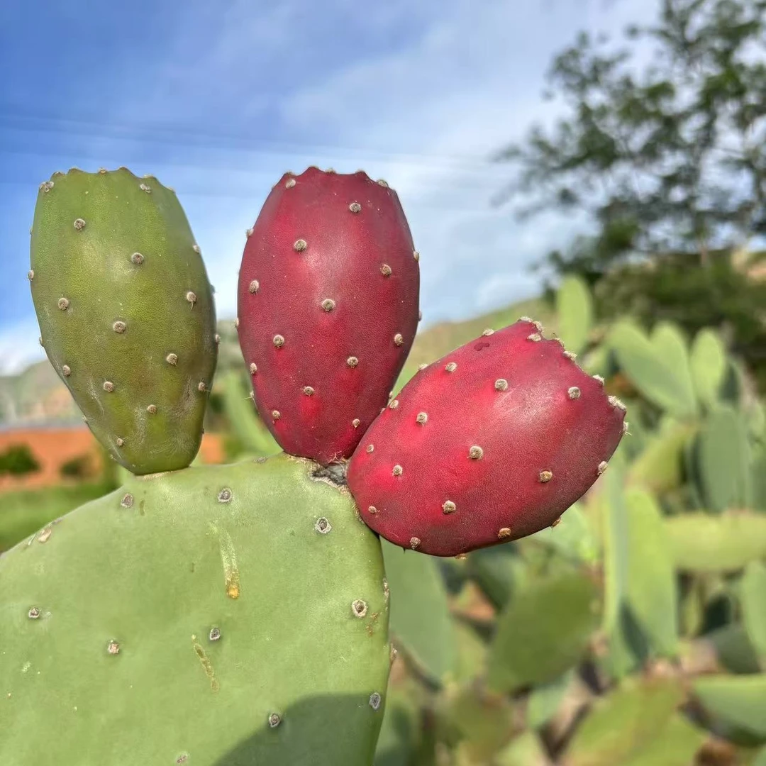 正宗可种植滇红果实仙人掌叶片观赏绿植啤酒仙人掌科多肉多肉植物
