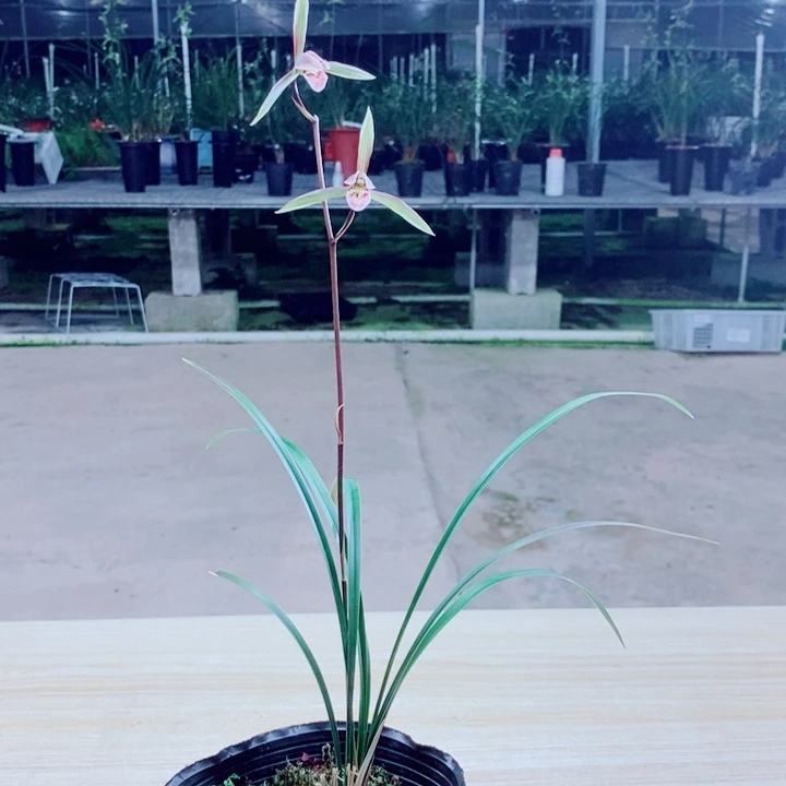 蓦***首完全开放细叶寒兰带花的兰花