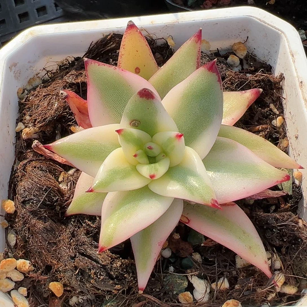 清纯乌木锦，多肉植物