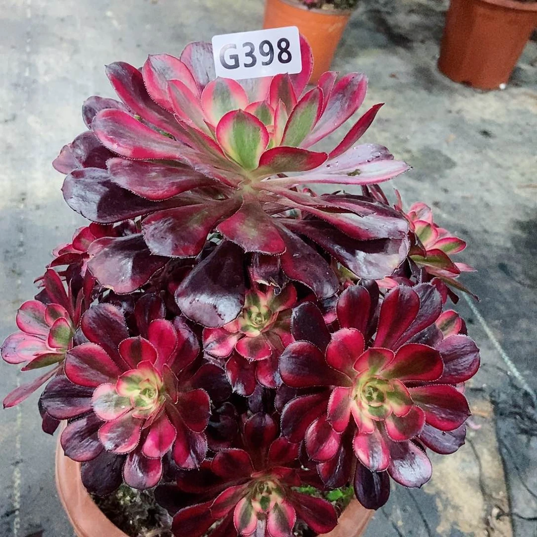 红陶398香奈儿3多肉