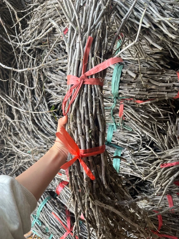 云南土特产山货-新鲜龙紫石斛（紫皮石斛条）