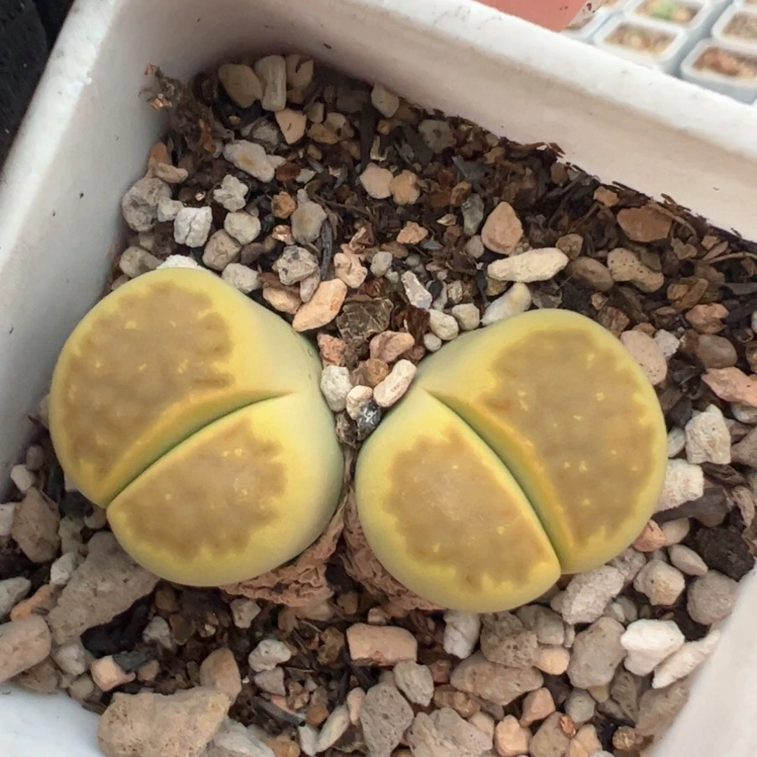 黄金巴黎多肉植物百科