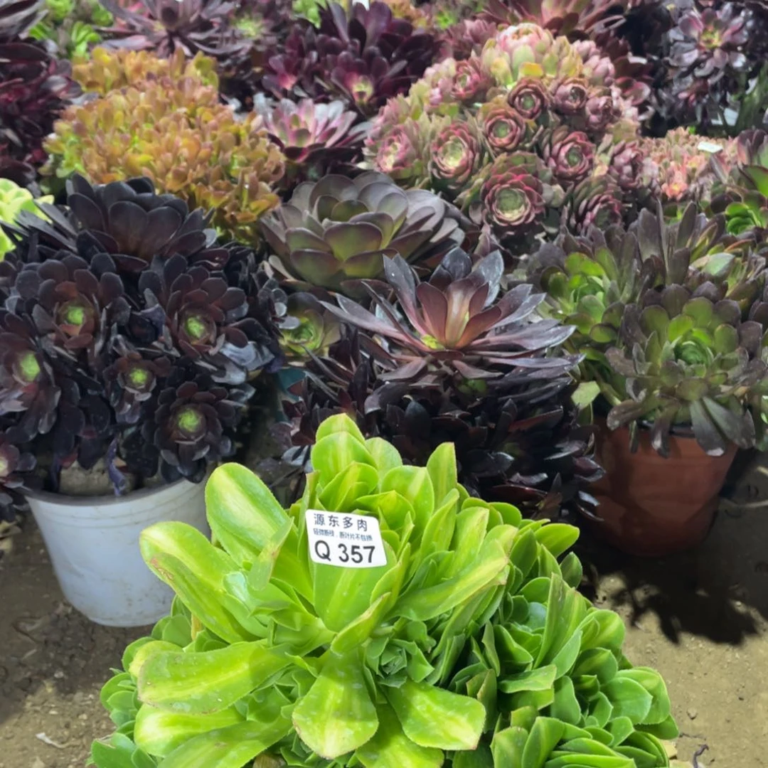 357翡翠琉璃多肉法师断枝不包