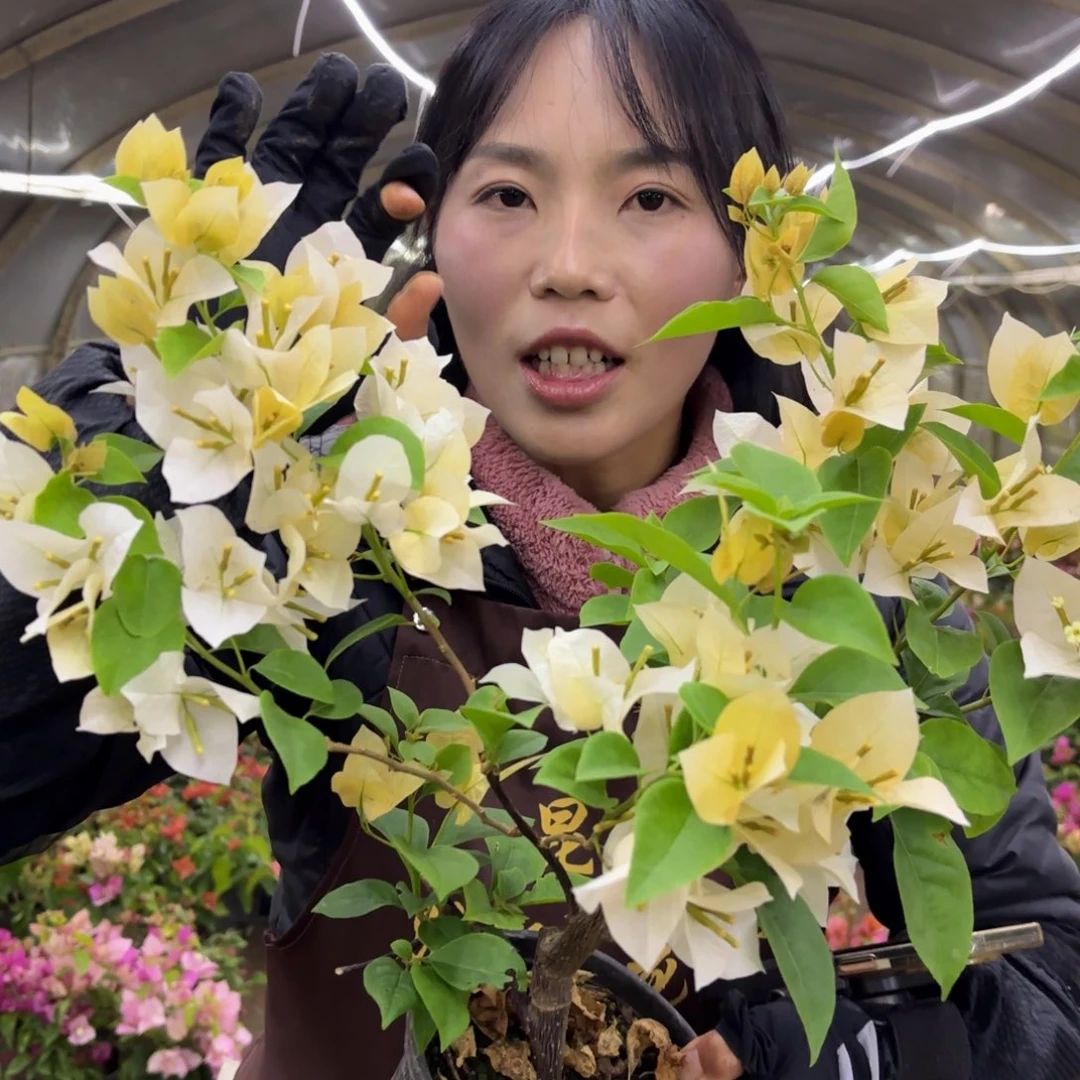 全部花苞（苏瓦娜）三角梅会落花落叶会光杆苗有大有小