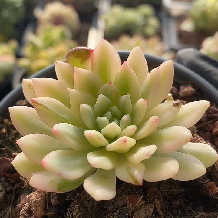 蓝苹果白复轮锦多肉植物