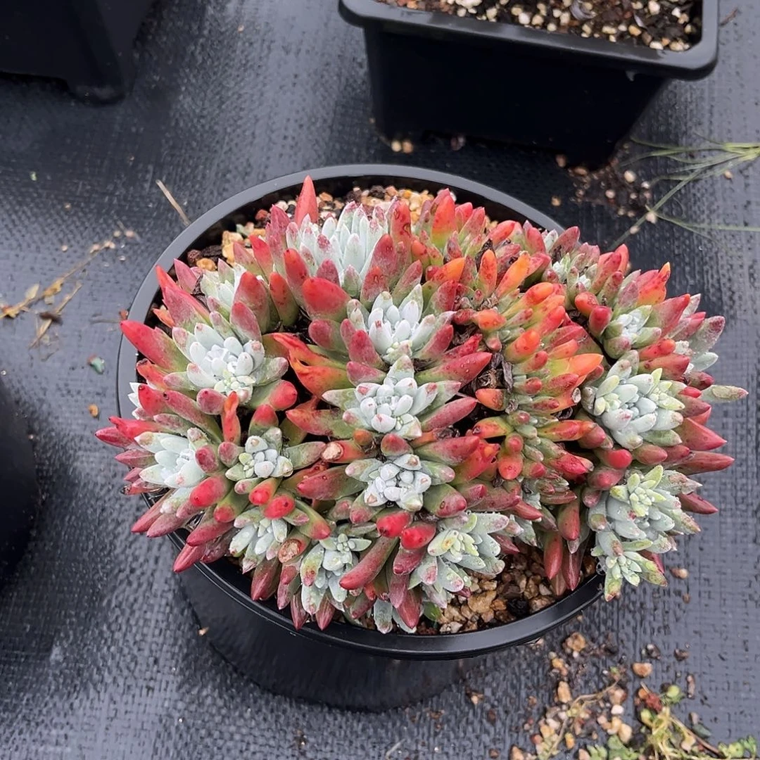 小鹿多肉一物一拍