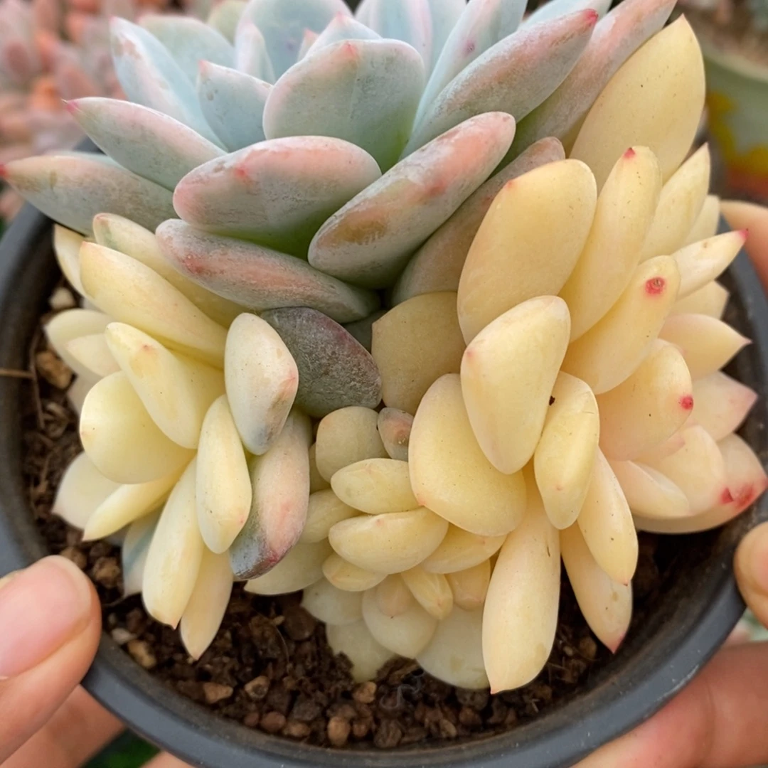 橙梦露锦一物一拍