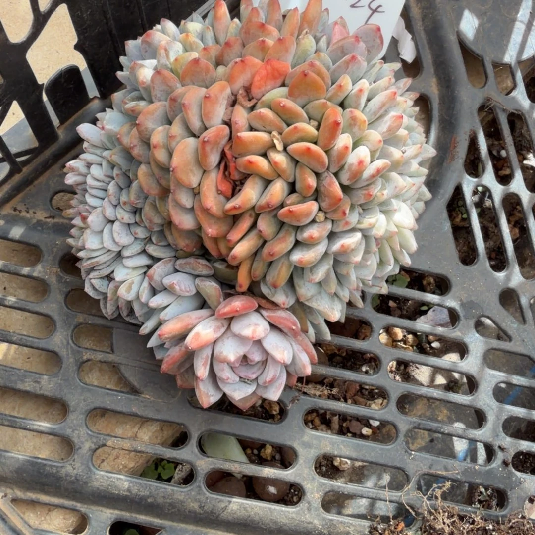 一物一拍星影胸花缀52