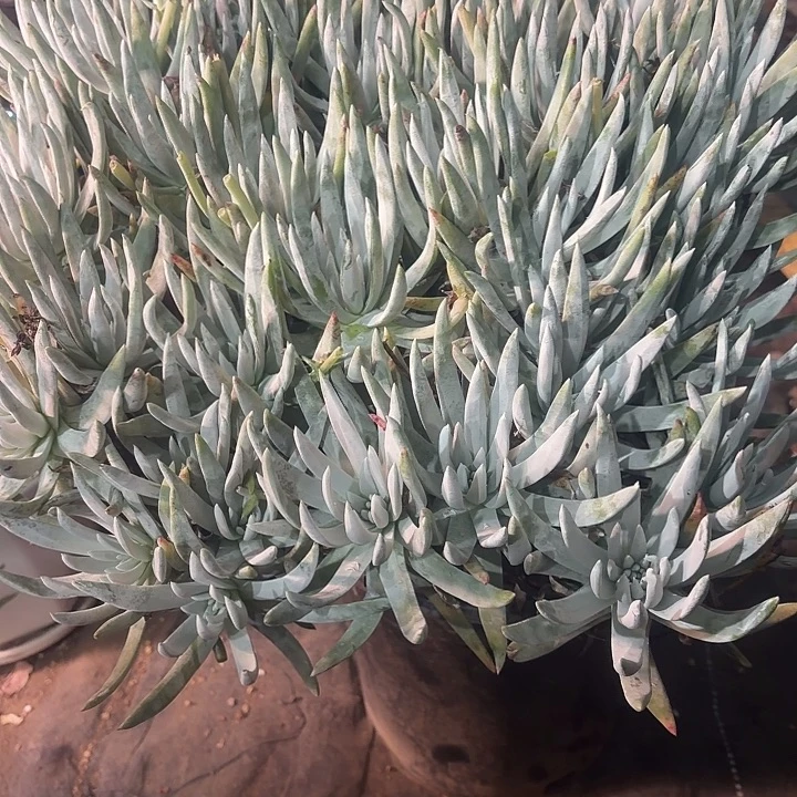 仙女杯多肉植物盆栽