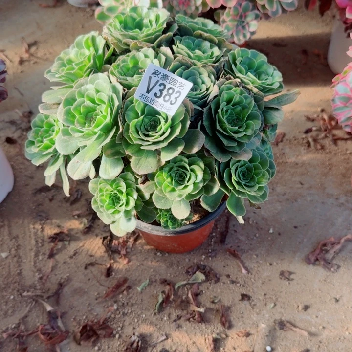 383翡翠琉璃官服28左右2