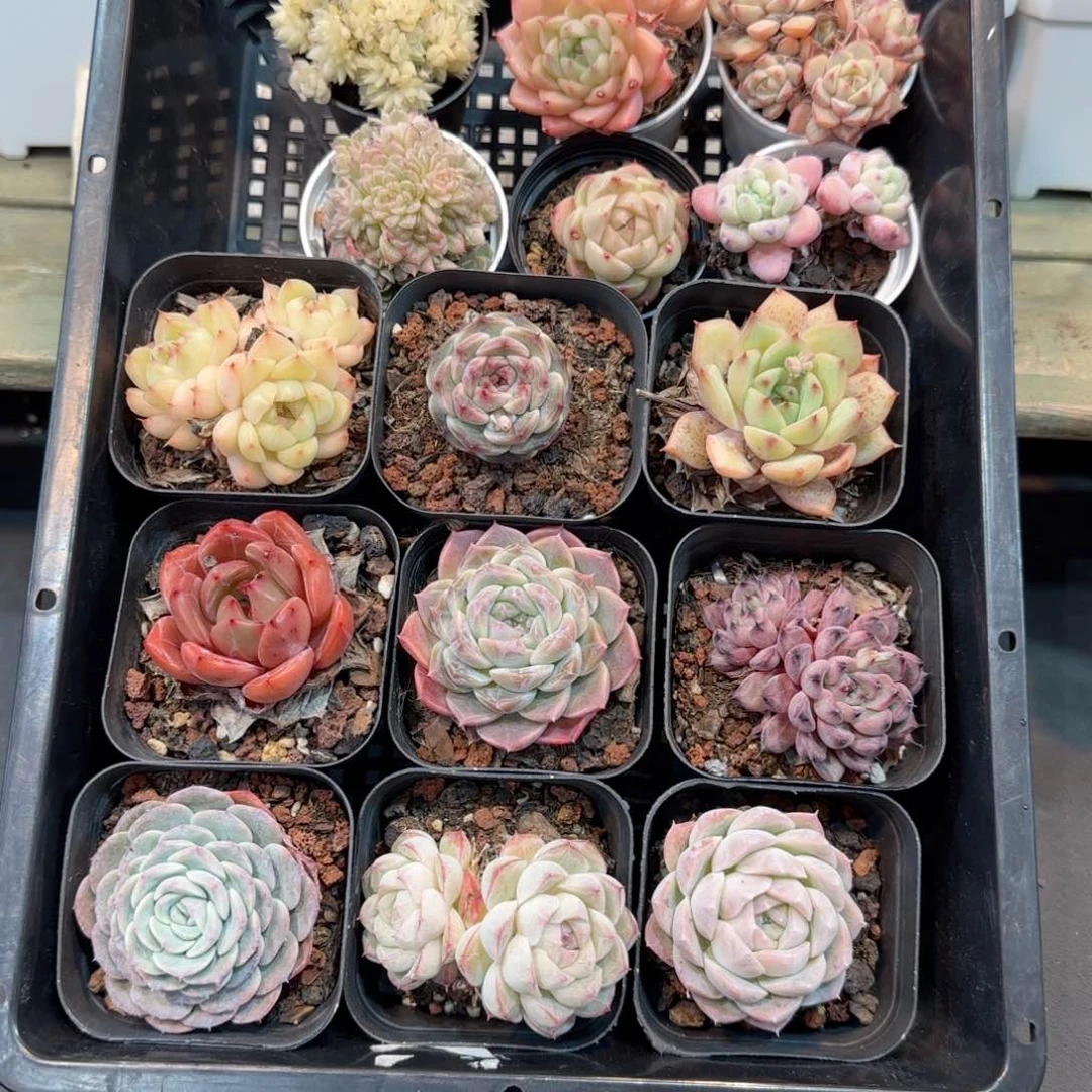 框拍框拍框0120-09上量