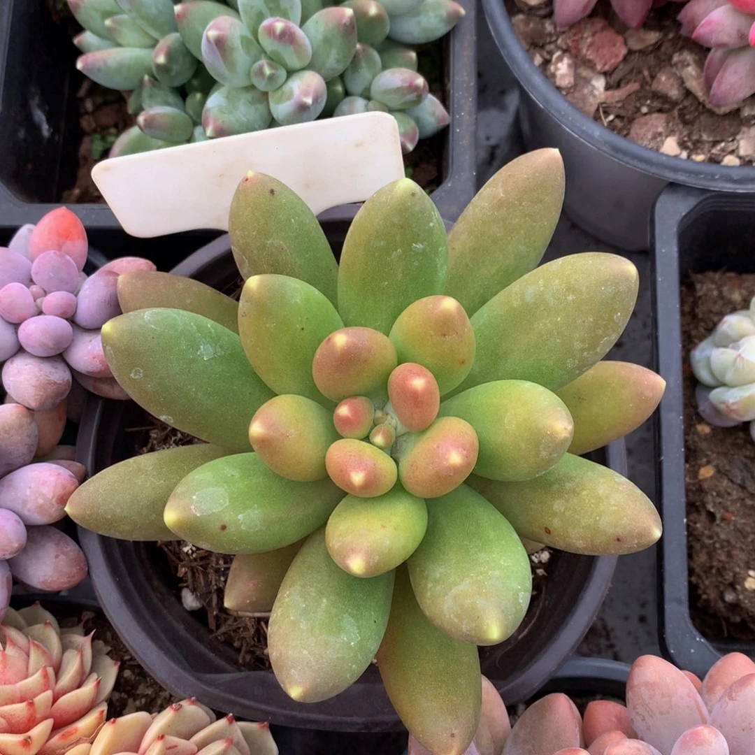 芒果奶ywywywywuwuw