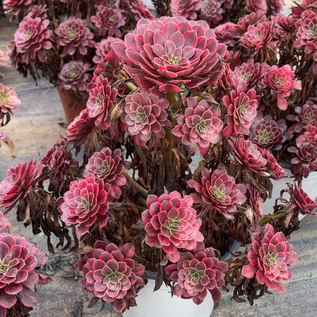 921黑铜白精品法师多肉