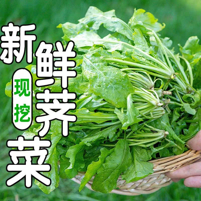 河南露天新鲜荠菜包饺子馅馄饨现挖现发野菜岌岌菜