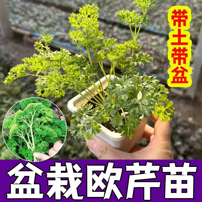 皱叶欧芹盆栽 活体新鲜可食用 西餐摆盘调料 家庭园艺 室内外好养