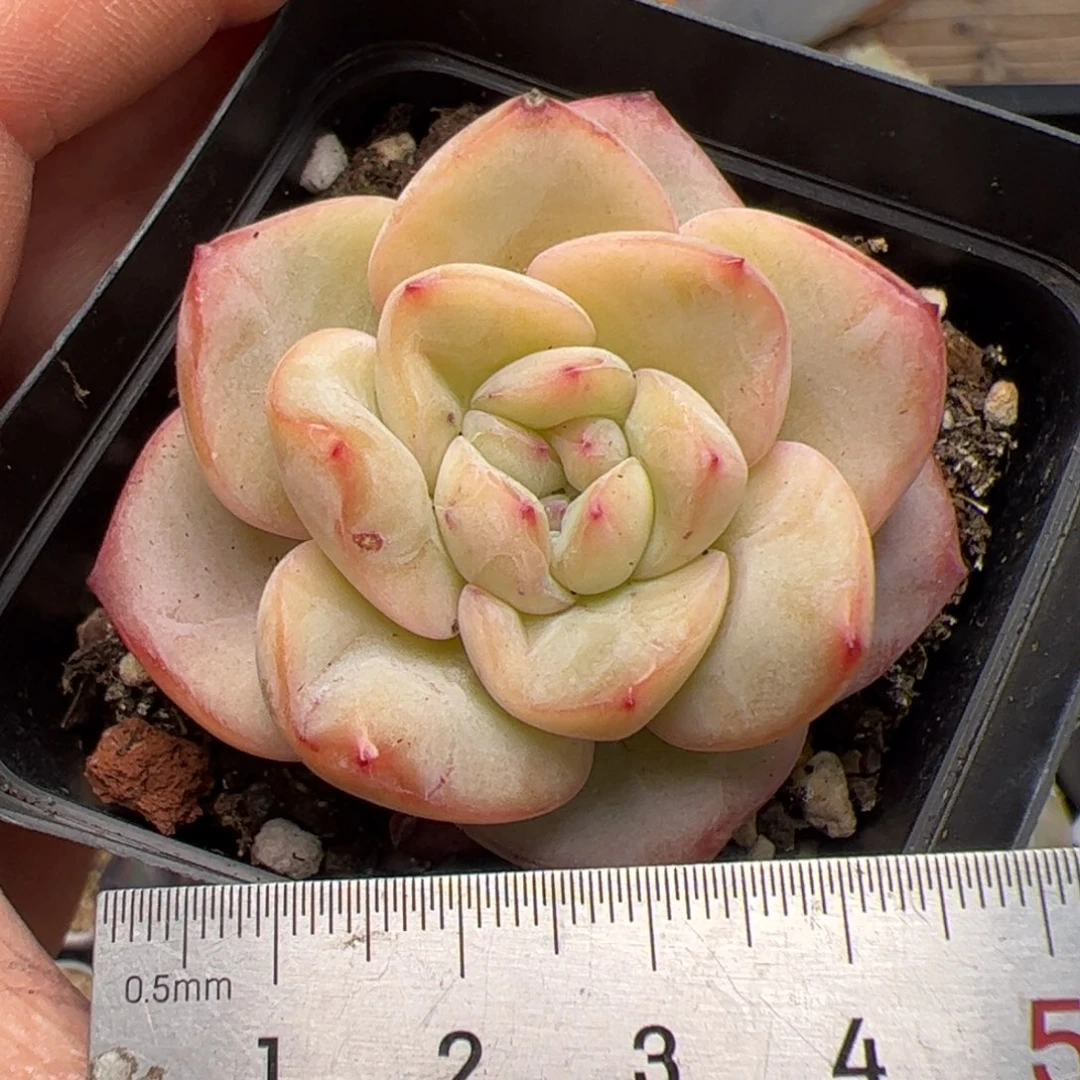 383 多肉植物组合盆栽