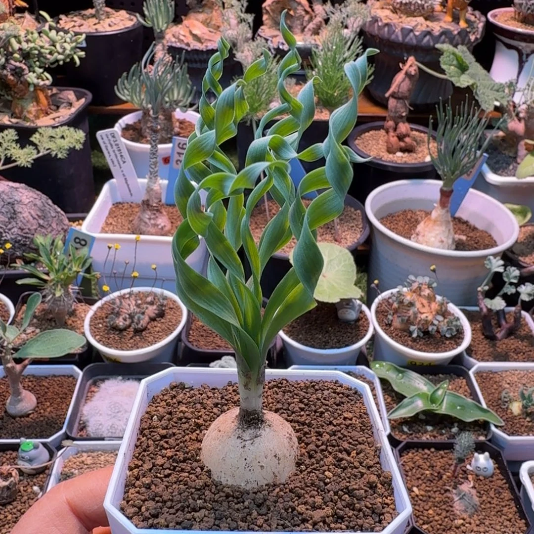 贵妃弹簧草010 仙人掌