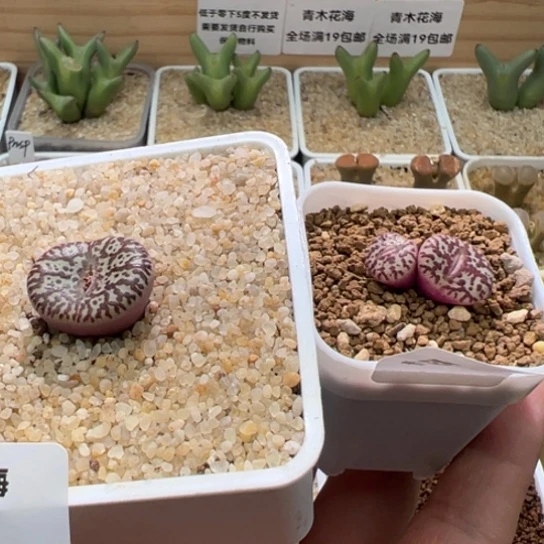 澄****玉霓虹安贞两颗带干疤89。