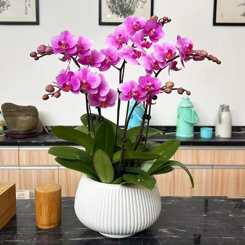 【特价】蝴蝶兰婚宴粉色花高端雅致室内绿植花卉好养