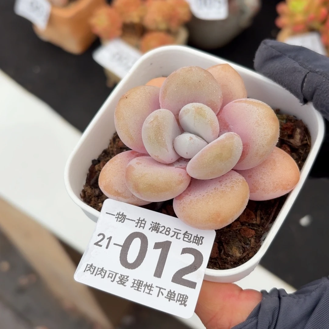 粉兔无盆土发货无
