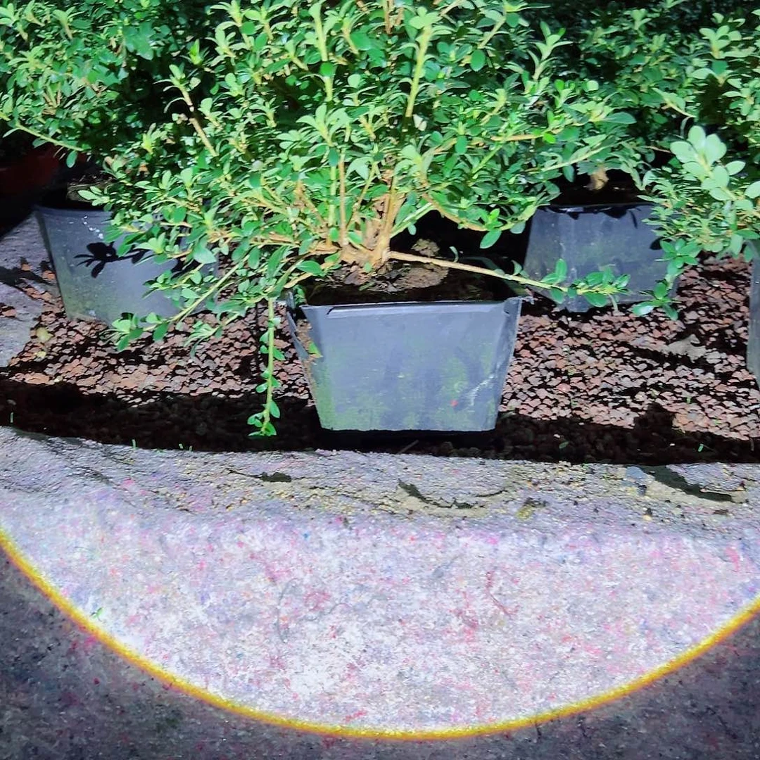 无花朵盆景皋月杜鹃明美之月