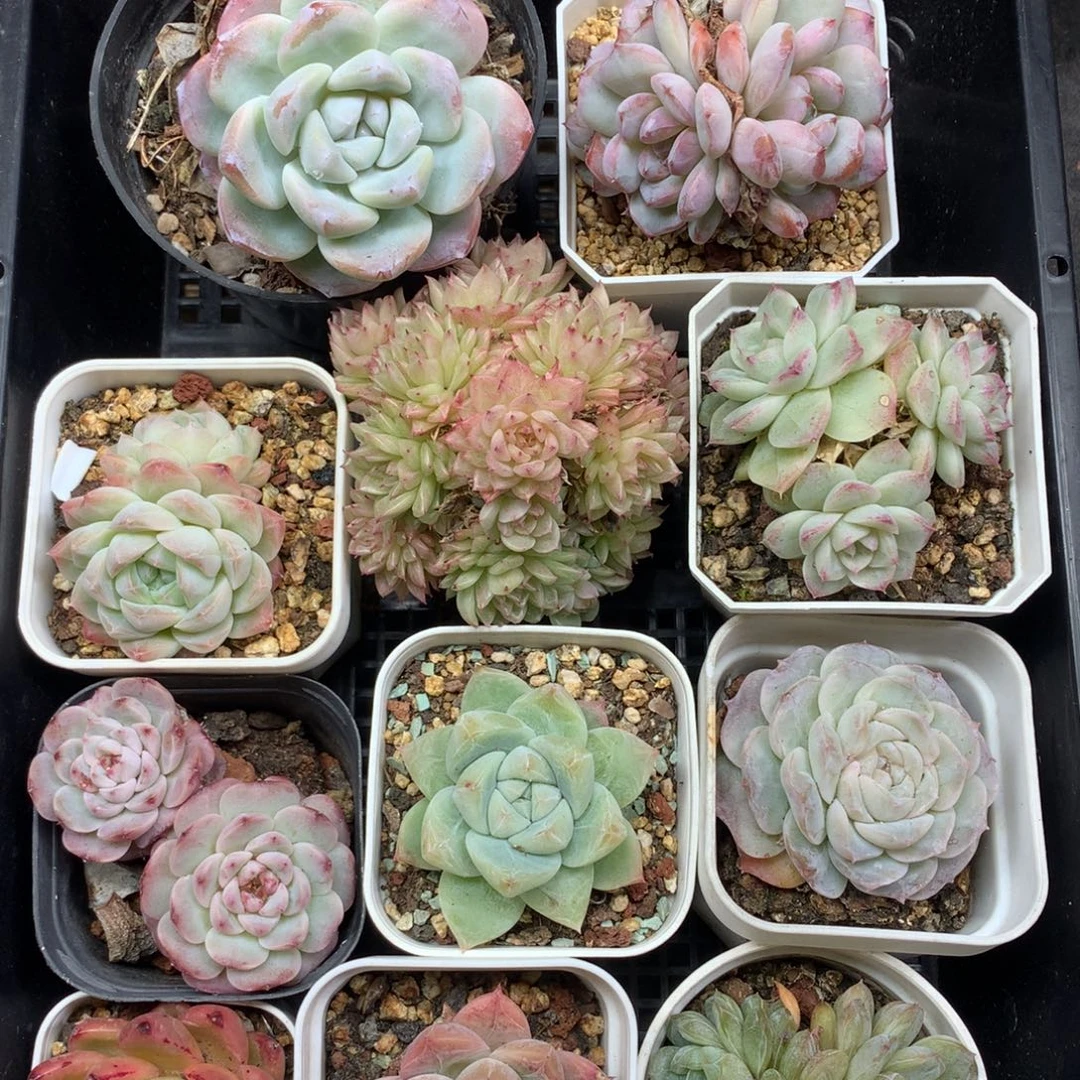 1203-107 套餐一组