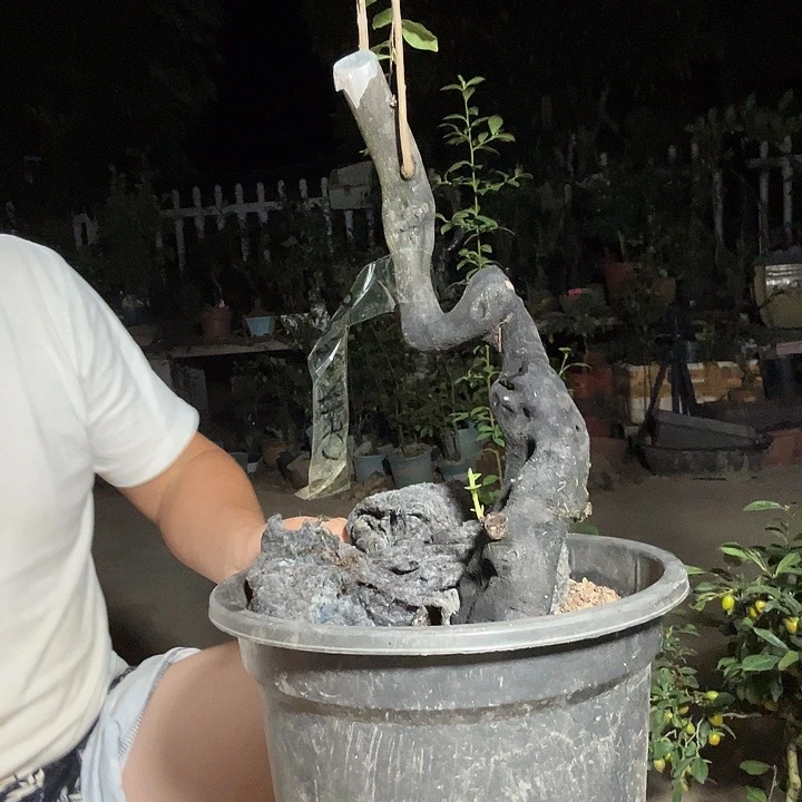 无花朵盆景素材老鸦柿