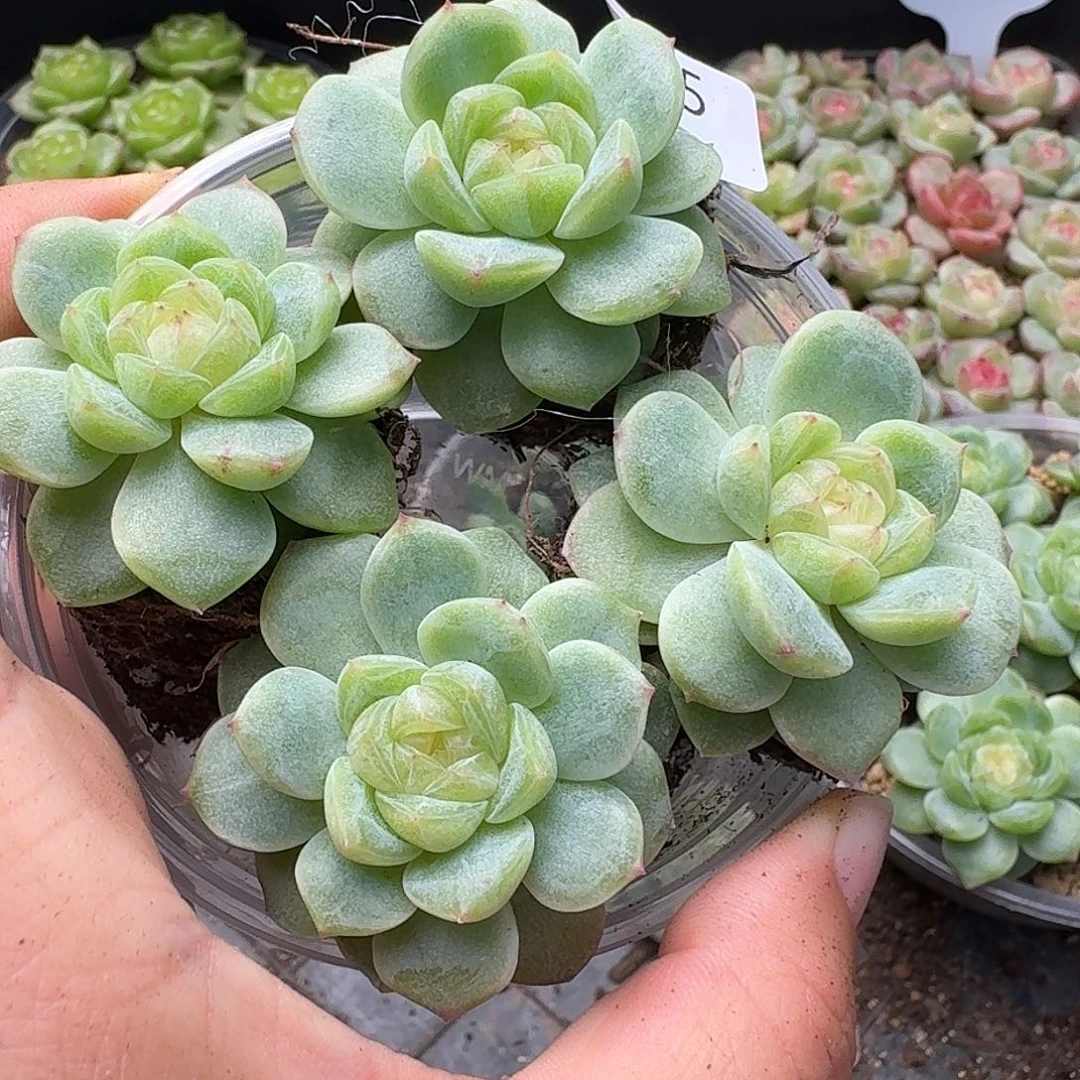 一物一拍一物一拍907-125