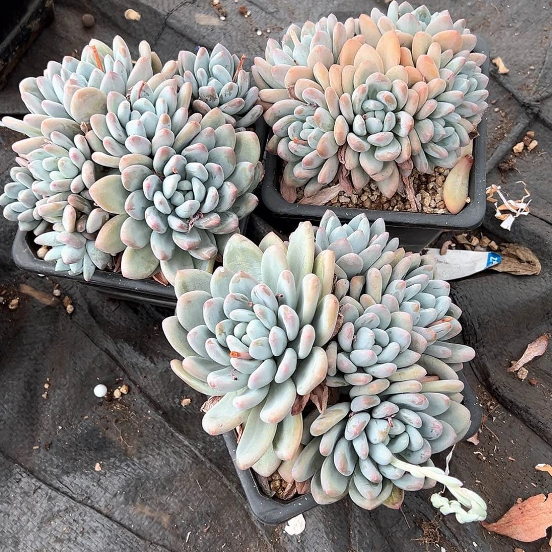 我****子多肉植物一物一拍