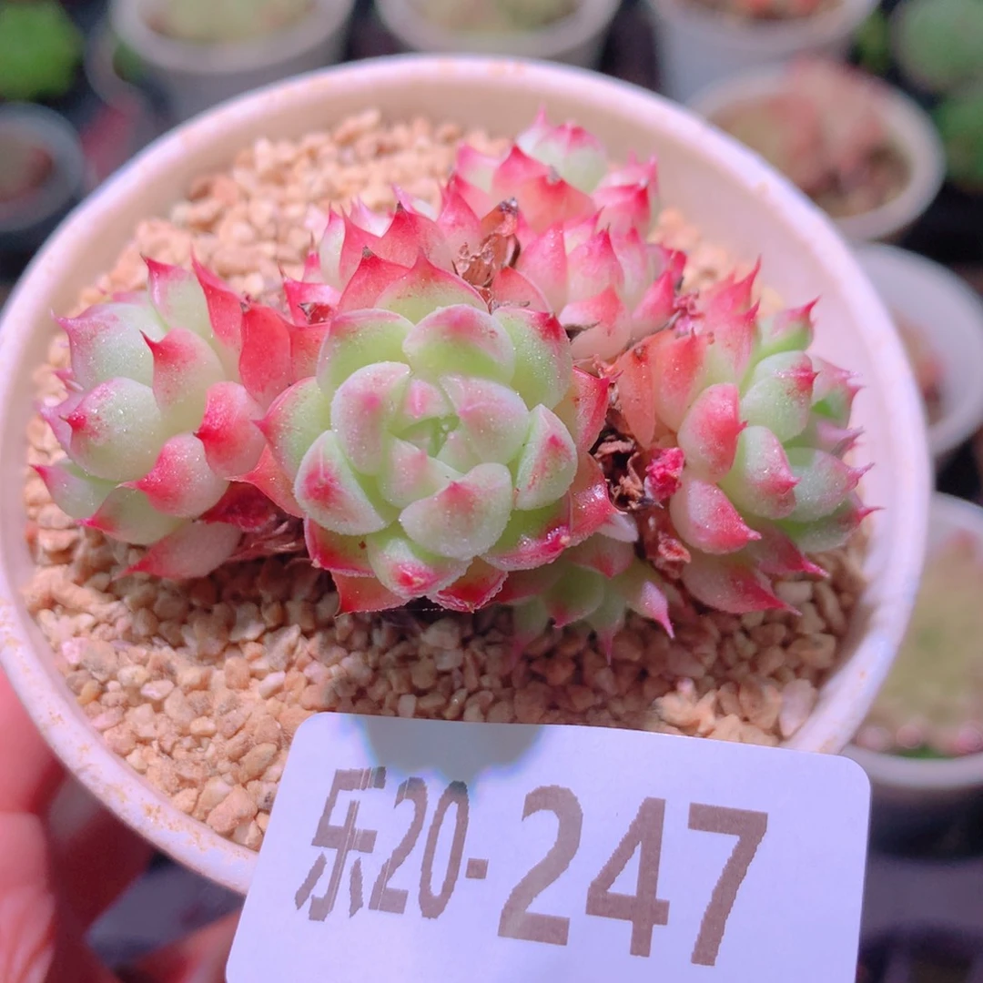 乐然20-247 海王群