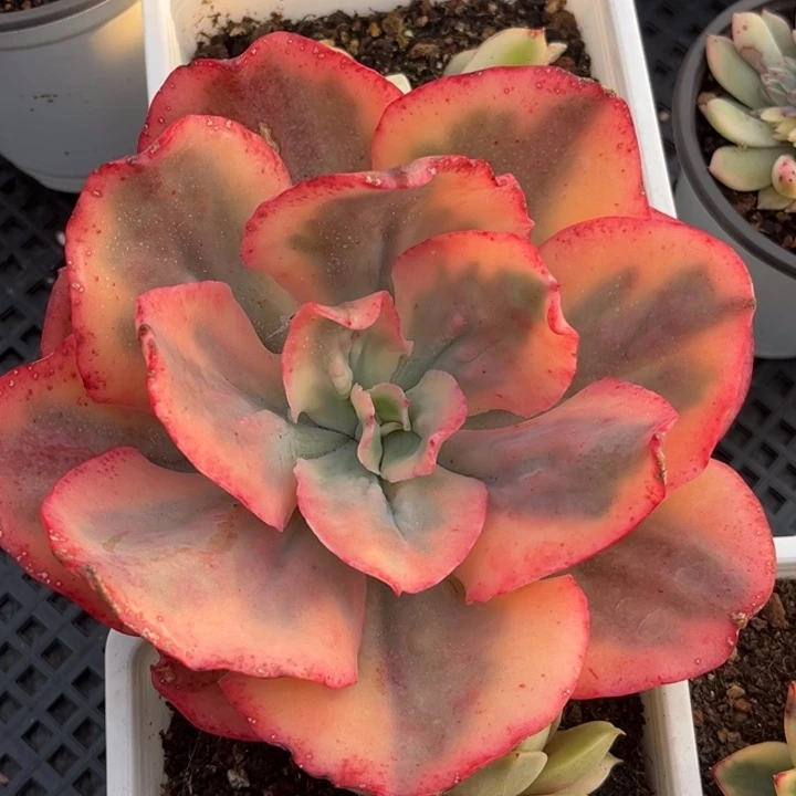 舞会红群锦一颗价格发货