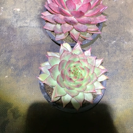 美**美每日特价活动开始啦