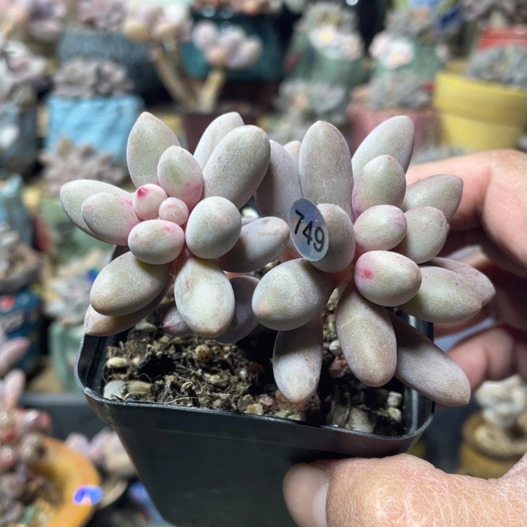 仙子奶酪多肉植物